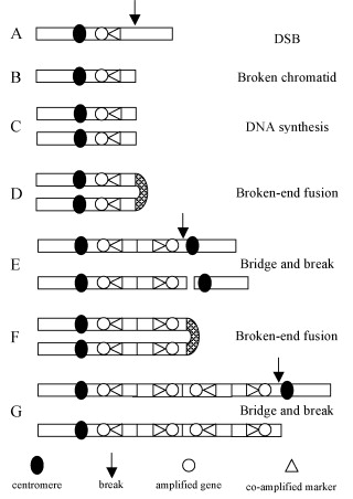 breakage fusion cycle